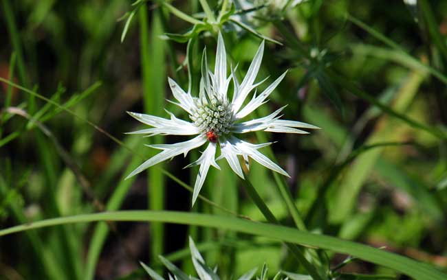 Eryngium heterophyllum, Wright's Eryngo, Southwest Desert Flora